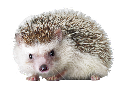 Hedgehog